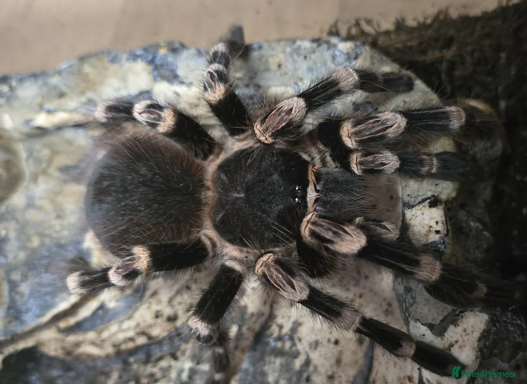 Spiders invertebrates for sale: Mexican White Knee Tarantula - Advert 1