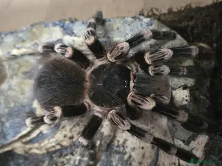 Spiders invertebrates Mexican White Knee Tarantula - Advert 9