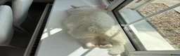 Munchkin cats for sale: 😻❤️ Marshmallow “Baby” ❤️🥰 - Advert 27