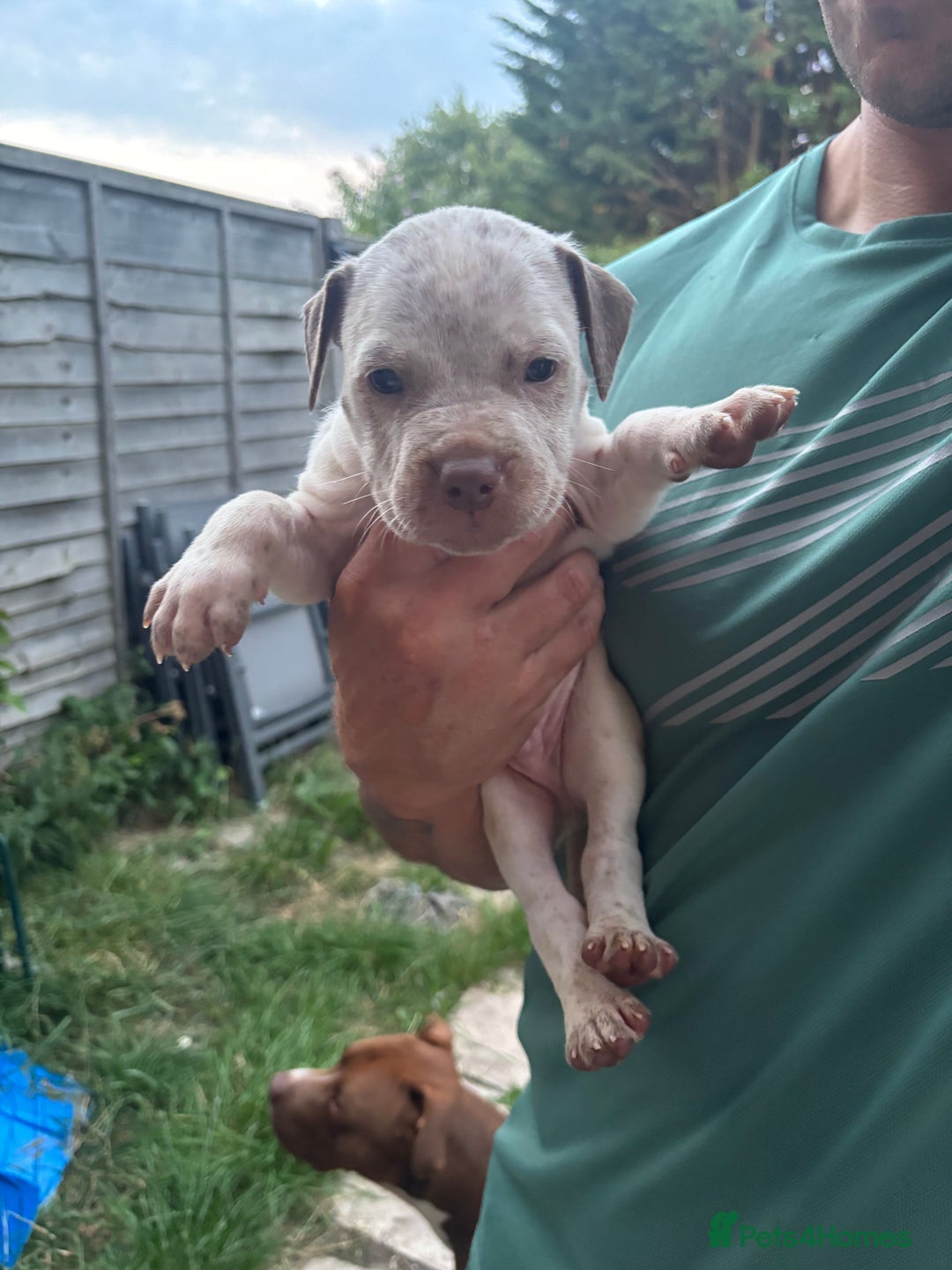 American Bull Staffy dogs for sale: 8 beautiful Amstaff puppies - Image 28