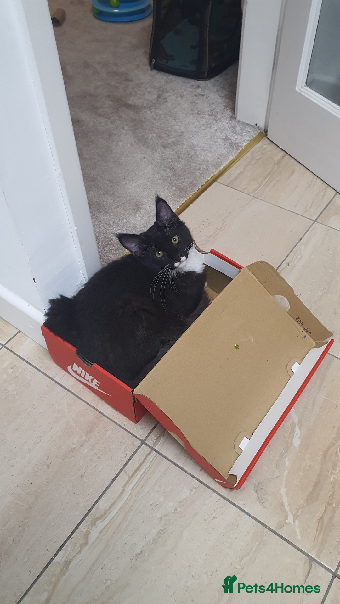 Maine Coon cats for sale: Big Maine Coon Kitten  - Advert 2