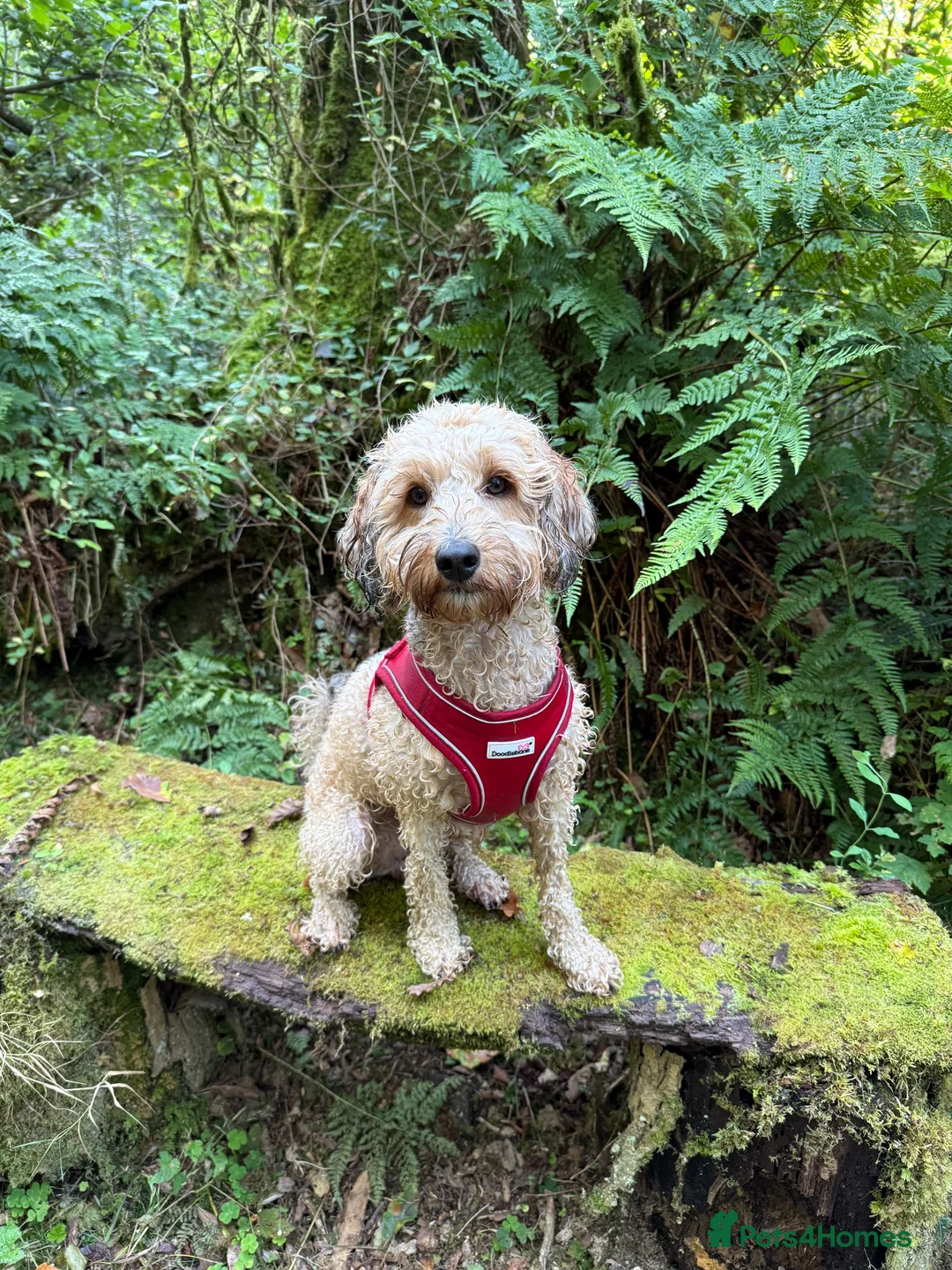 Mixed Breed dogs for sale: Tibetan Terrier Cross Puppies  - Advert 14