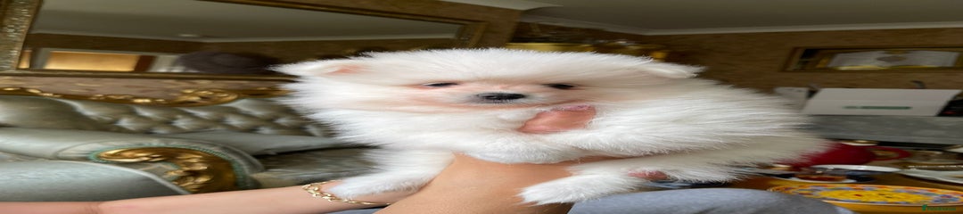Pomeranian Puppy 4