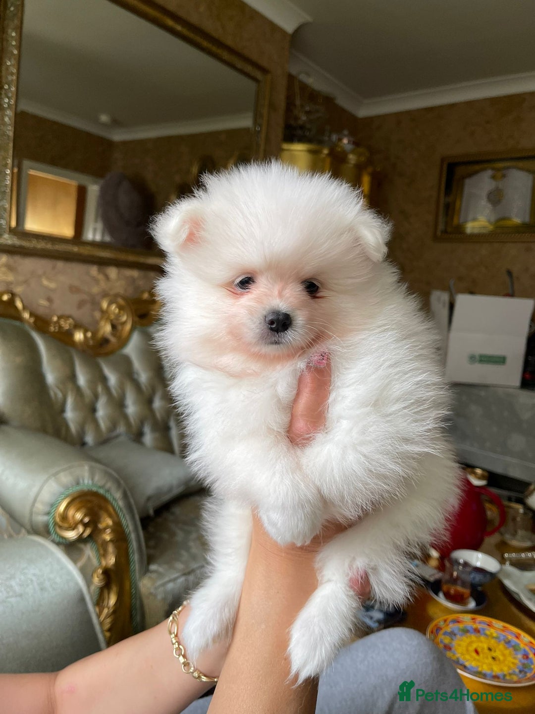 Pomeranian dogs for sale: Pomeranian Spitz puppies  - Image 4