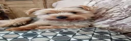 Yorkshire Terrier dogs for stud: Sparky - Advert 9
