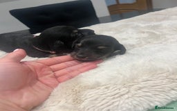 Dachshund dogs for sale: Tiny long haired piebald dachshunds for sale ! - Image 10