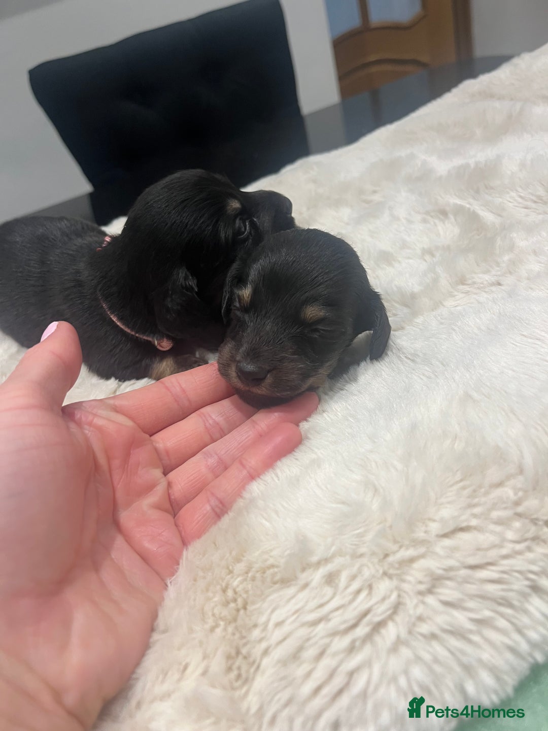Dachshund dogs for sale: Tiny long haired piebald dachshunds for sale ! - Image 10