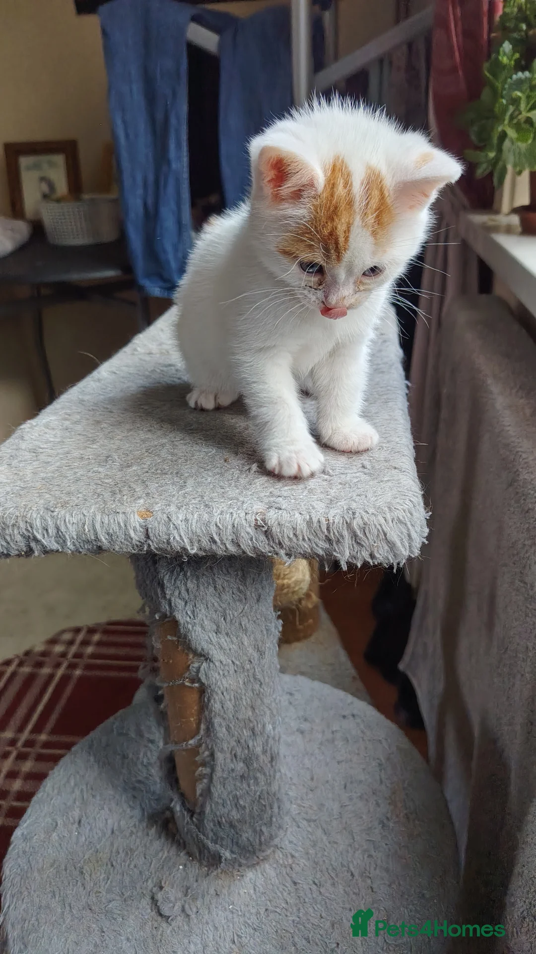 Mixed Breed cats for sale: Last one left 9 week old Male Cute Fluffy Kitten in Southampton - Advert 2