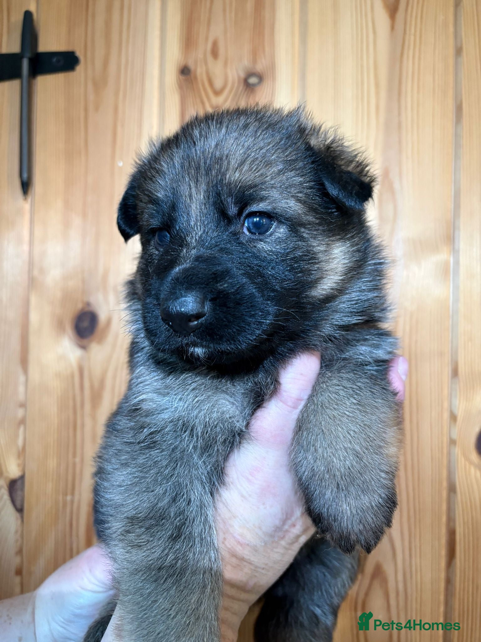 German Shepherd dogs Adorable Kc registered Gsd pups  - Advert 12