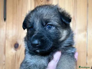 German Shepherd dogs Adorable Kc registered Gsd pups - Advert 14