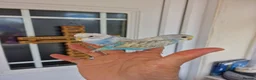 Budgerigars birds for sale: Super Silly hand tamed budgie - Advert 8