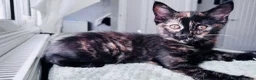 Mixed Breed cats for sale: Beautify taby girl - Advert 2