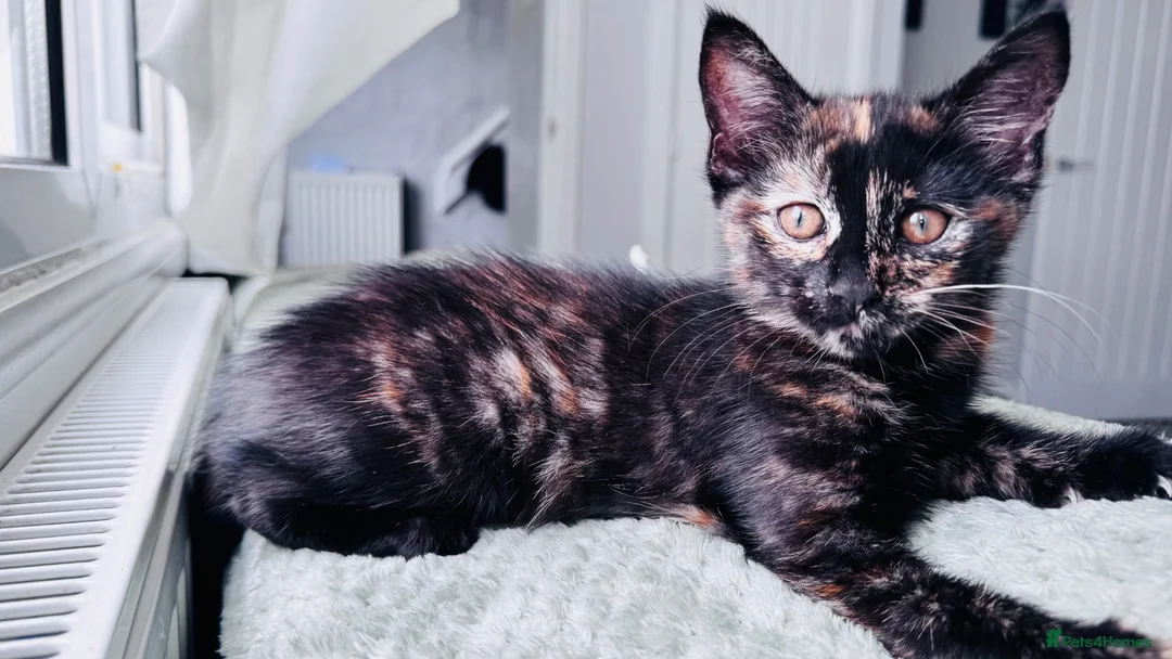 Mixed Breed cats for sale: Beautify taby girl - Advert 2