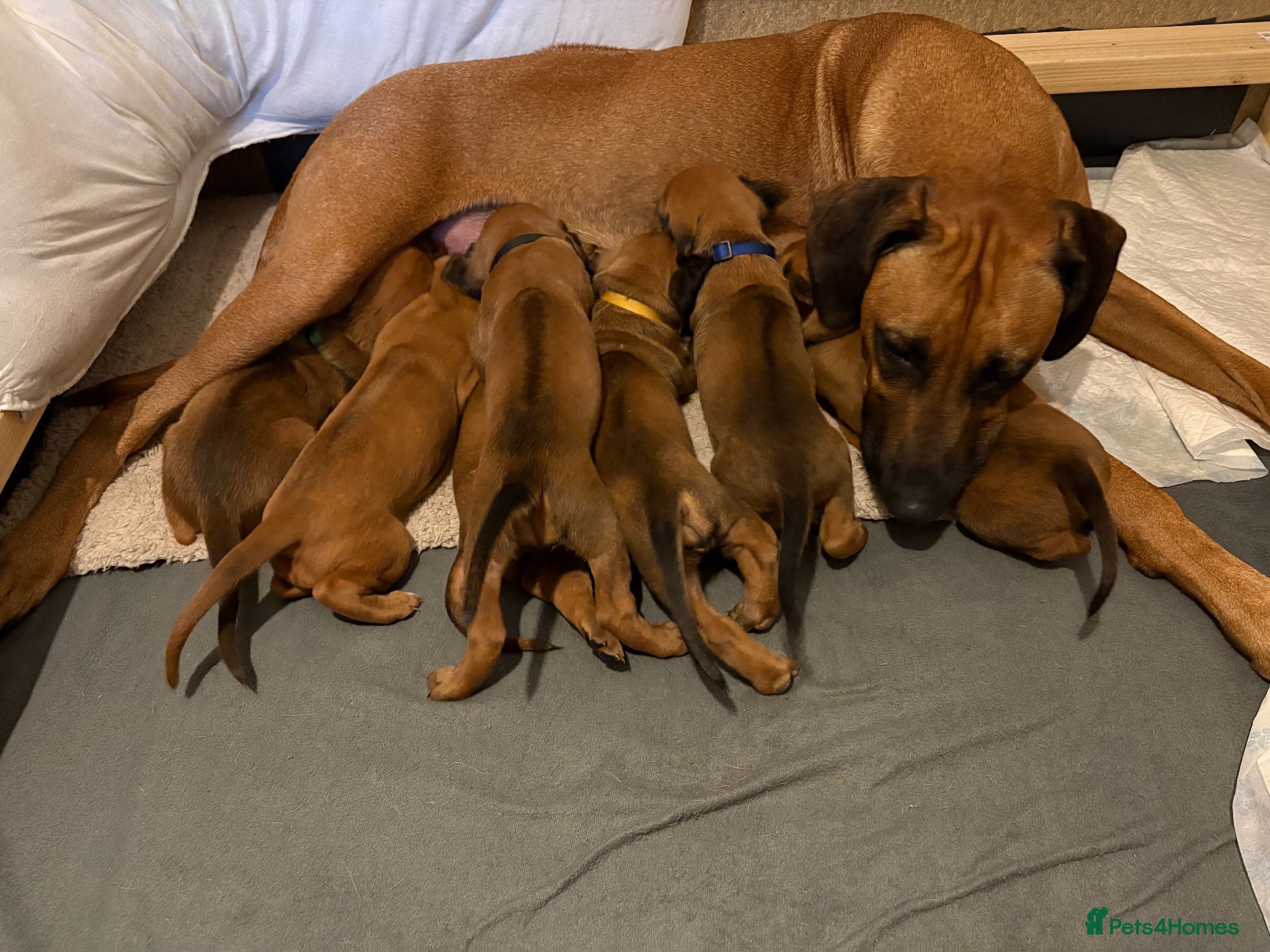 Rhodesian Ridgeback dogs Rhodesian Ridgeback puppies, health tested kc reg - Advert 1