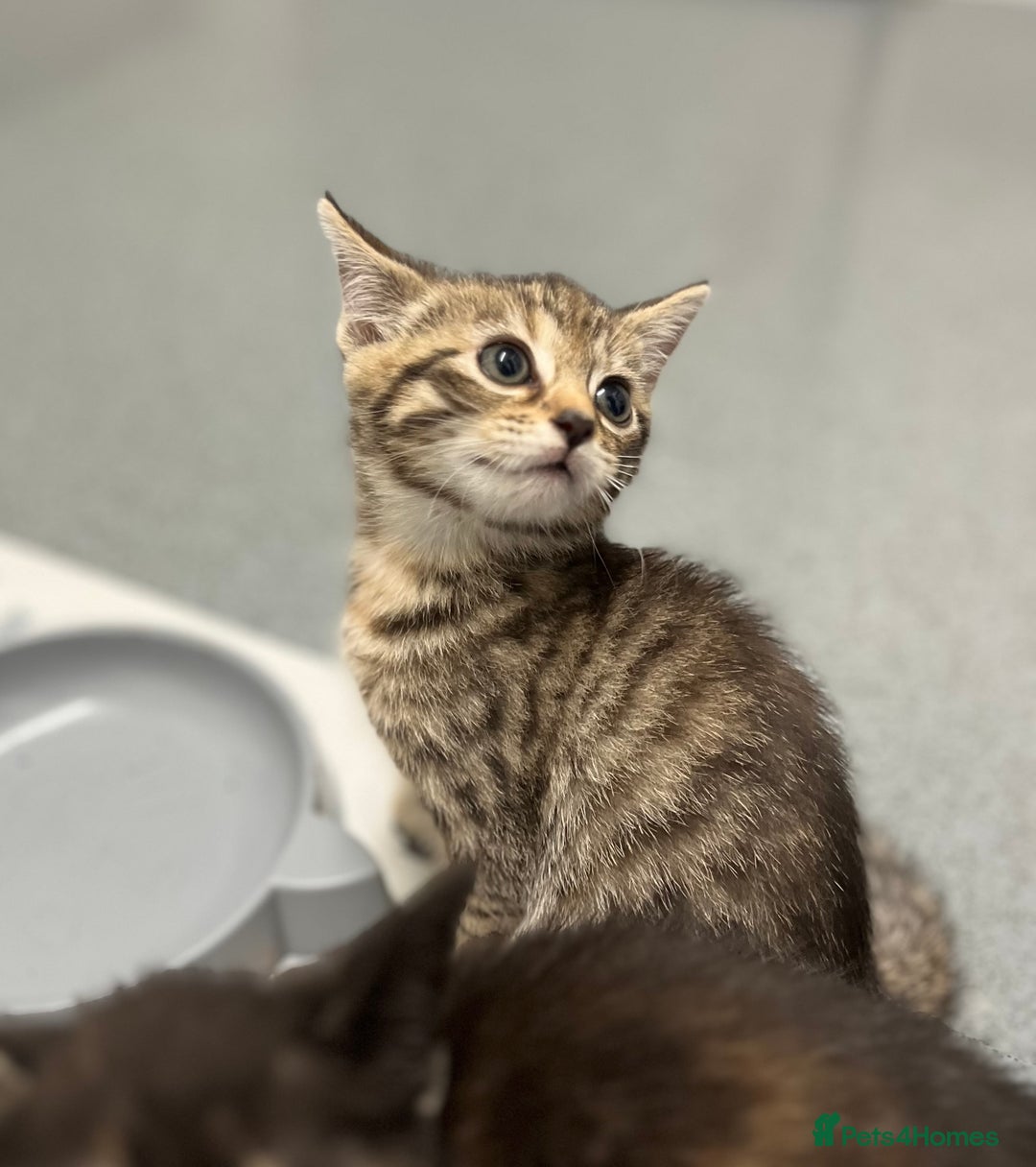 Mixed Breed cats for sale: 4 Adorable Kittens  - Image 13