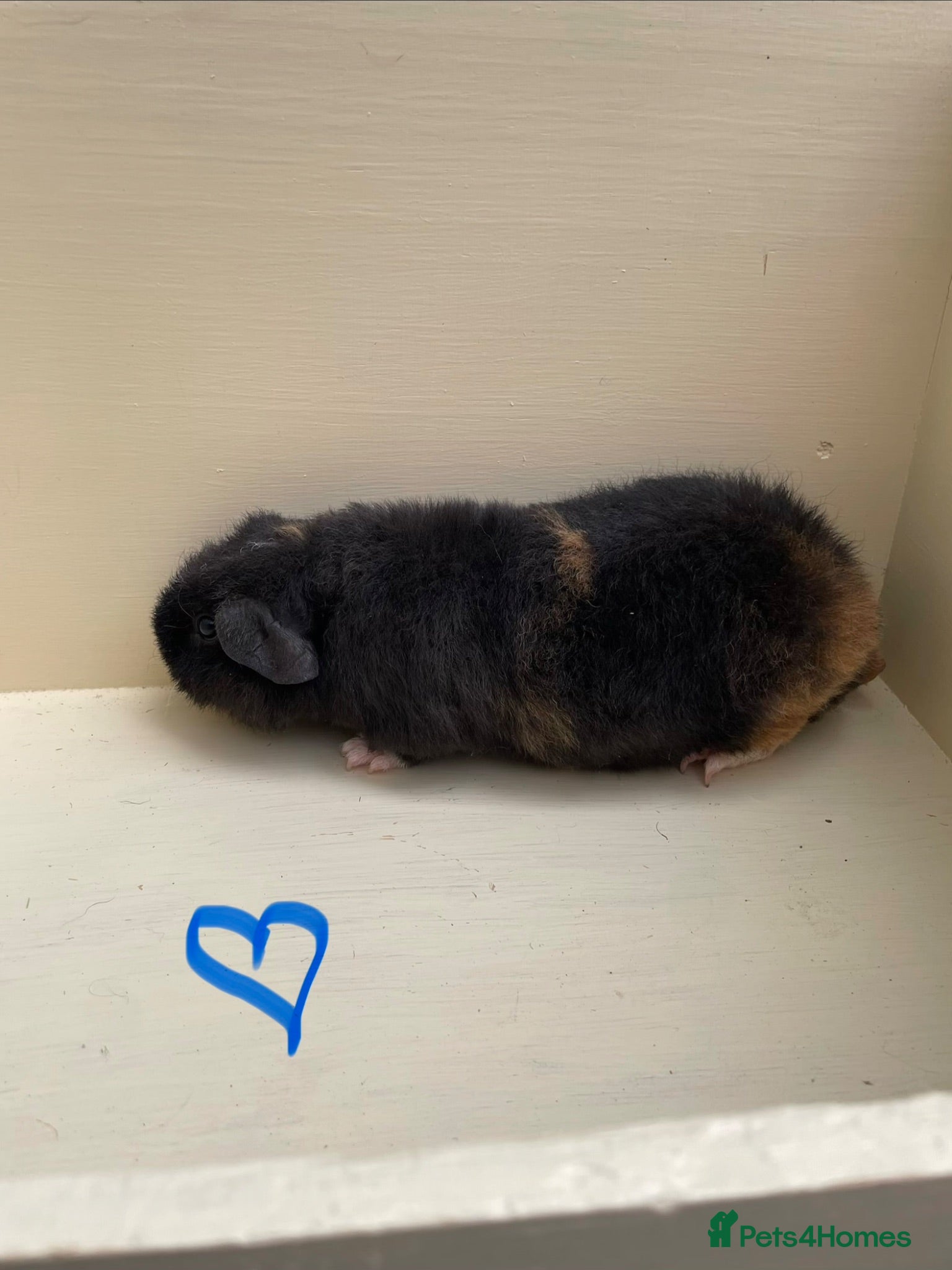 Guinea Pig rodents Baby Teddy Guinea pigs. Boys & girls  - Advert 12