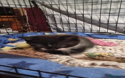 Mixed Breed cats for sale: Two kittens looking for forever homes - Image 2