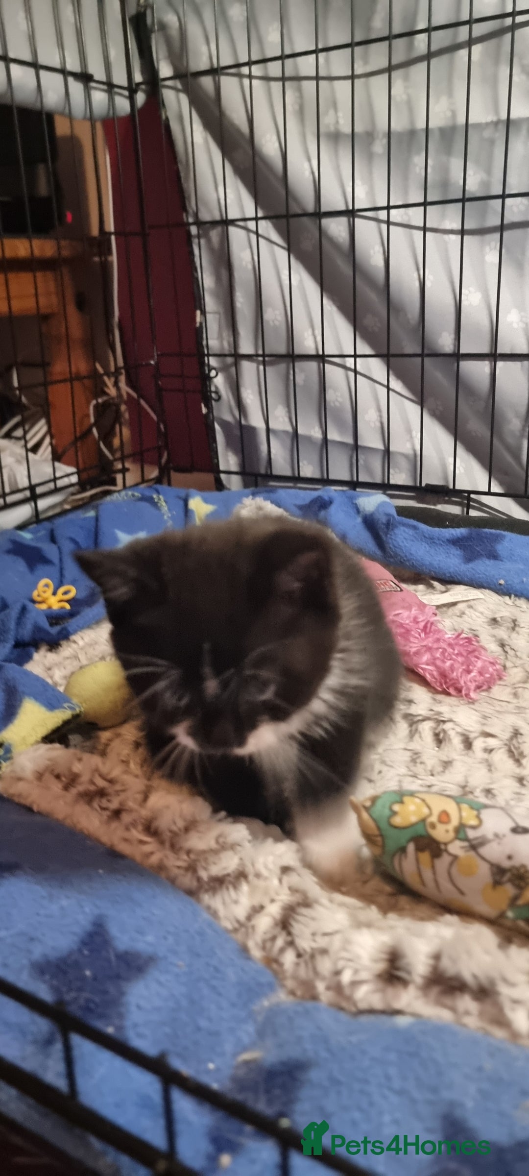 Mixed Breed cats for sale: Two kittens looking for forever homes - Image 2