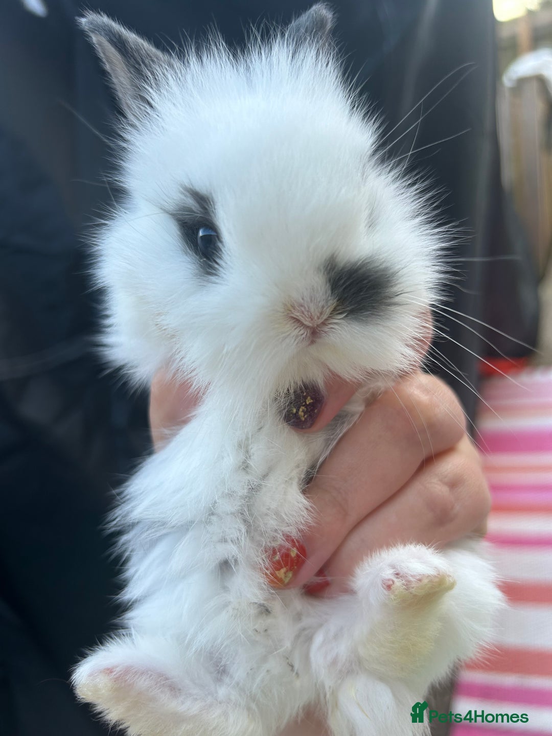 Mini Lion Lop rabbits for sale: 4x mini lop bunnies  - Image 10
