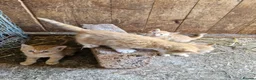 Mixed Breed cats for sale: Farm reared kittens  in Cullompton - Advert 5