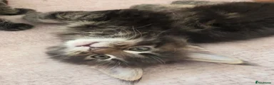 Maine Coon 3