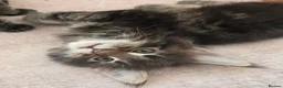 Maine Coon cats for sale: Vilma - Advert 5