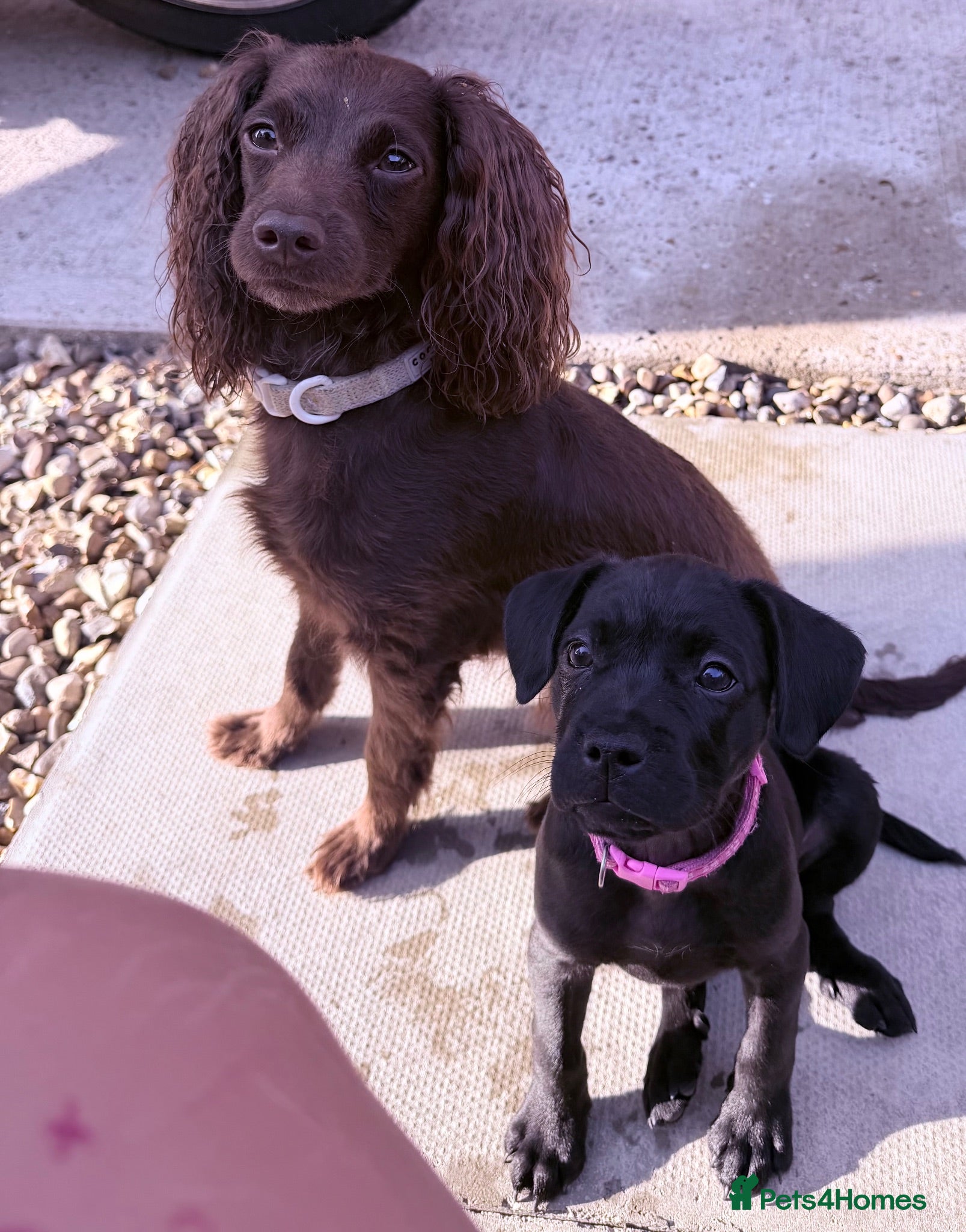 Mixed Breed dogs Cockerbull - Advert 21