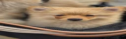 Pomeranian dogs for sale: 🐾 Beautiful Home-Raised Pomeranian Puppies   - Advert 5