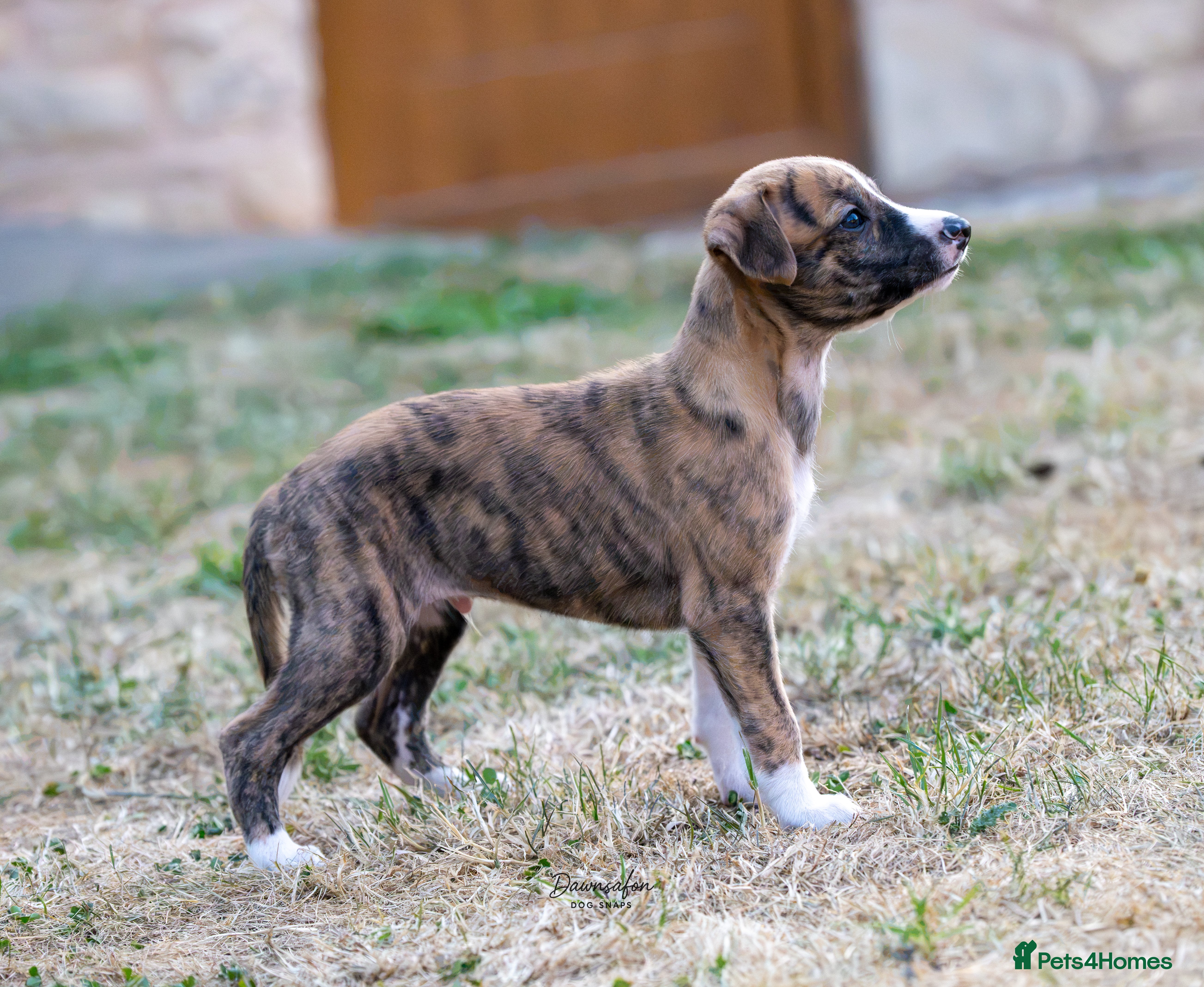 Whippet dogs Top Quality Whippet Puppies Ready to Reserve - Advert 2