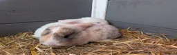 English Lop rabbits for sale: 2 English lops  - Advert 1