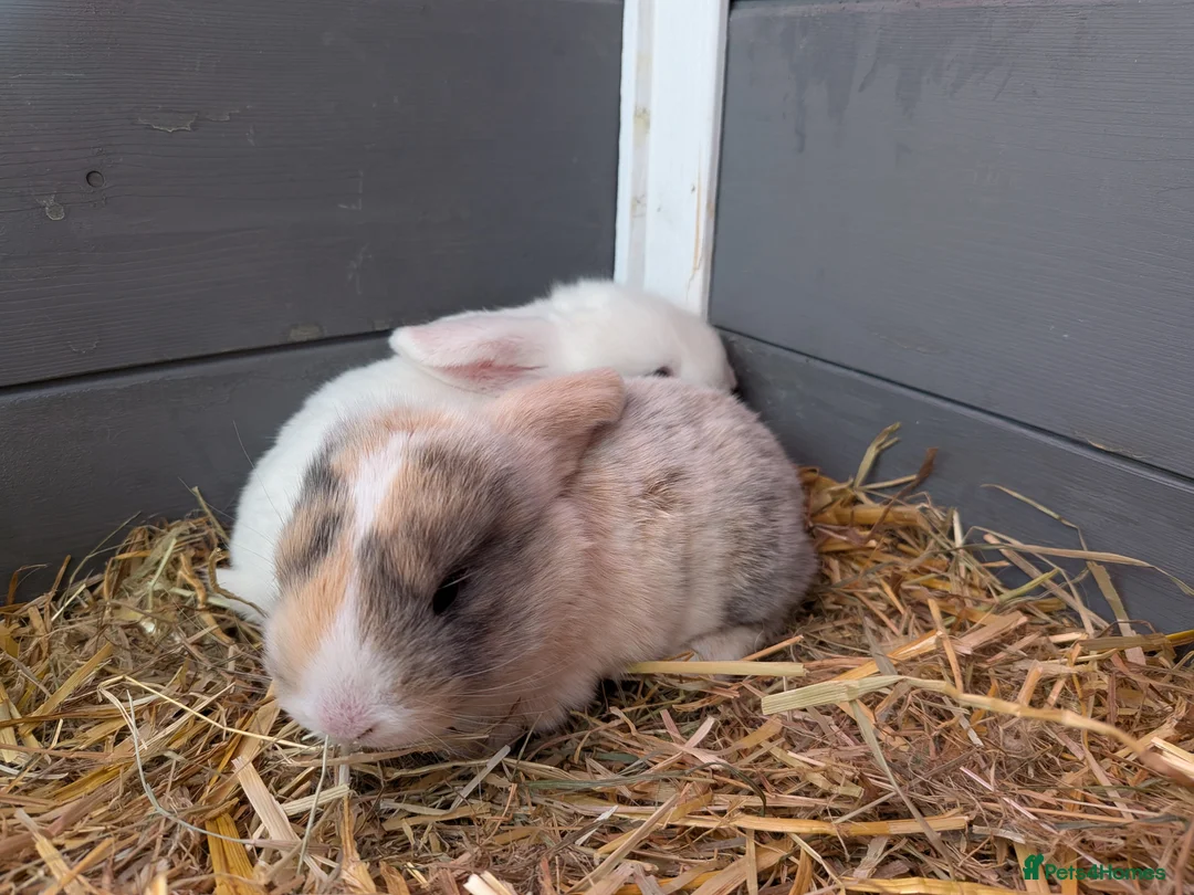 English Lop rabbits for sale: 2 English lops  - Advert 1