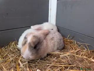 English Lop rabbits 2 English lops - Advert 1