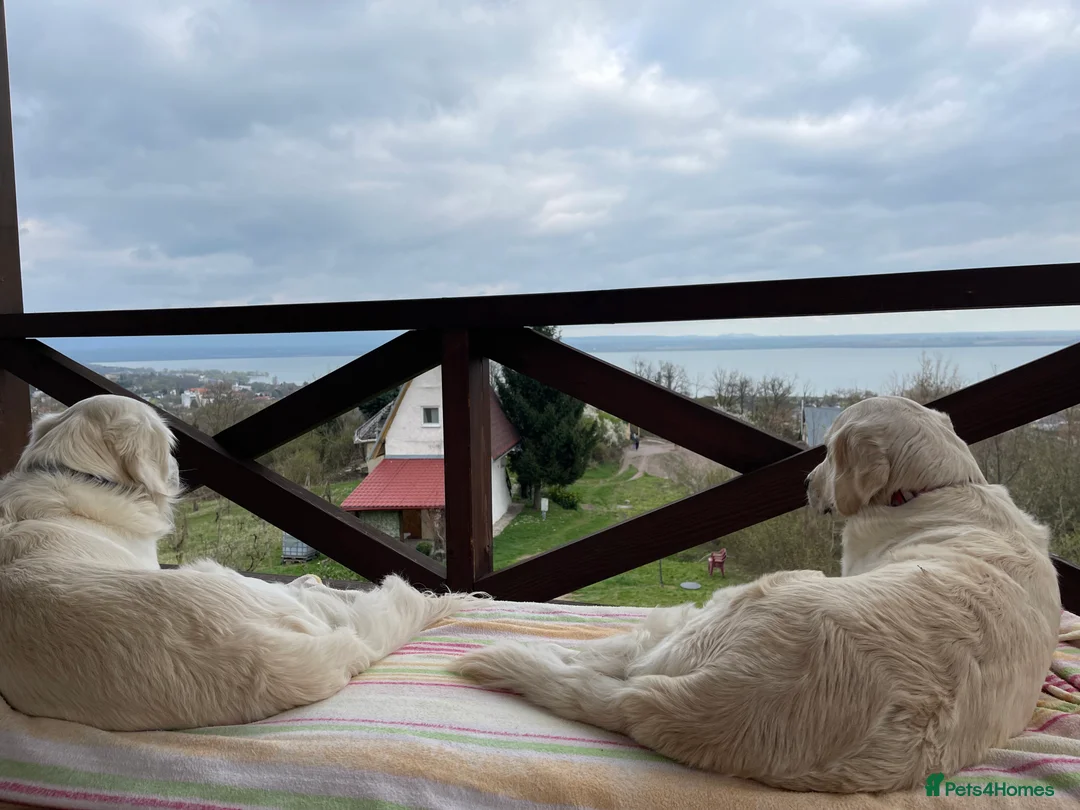 Golden Retriever dogs for sale: KC Registered golden retriever girl - Advert 8