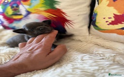 Chihuahua dogs for sale: Stunning Little Short Coat Chihuahuas - Image 10