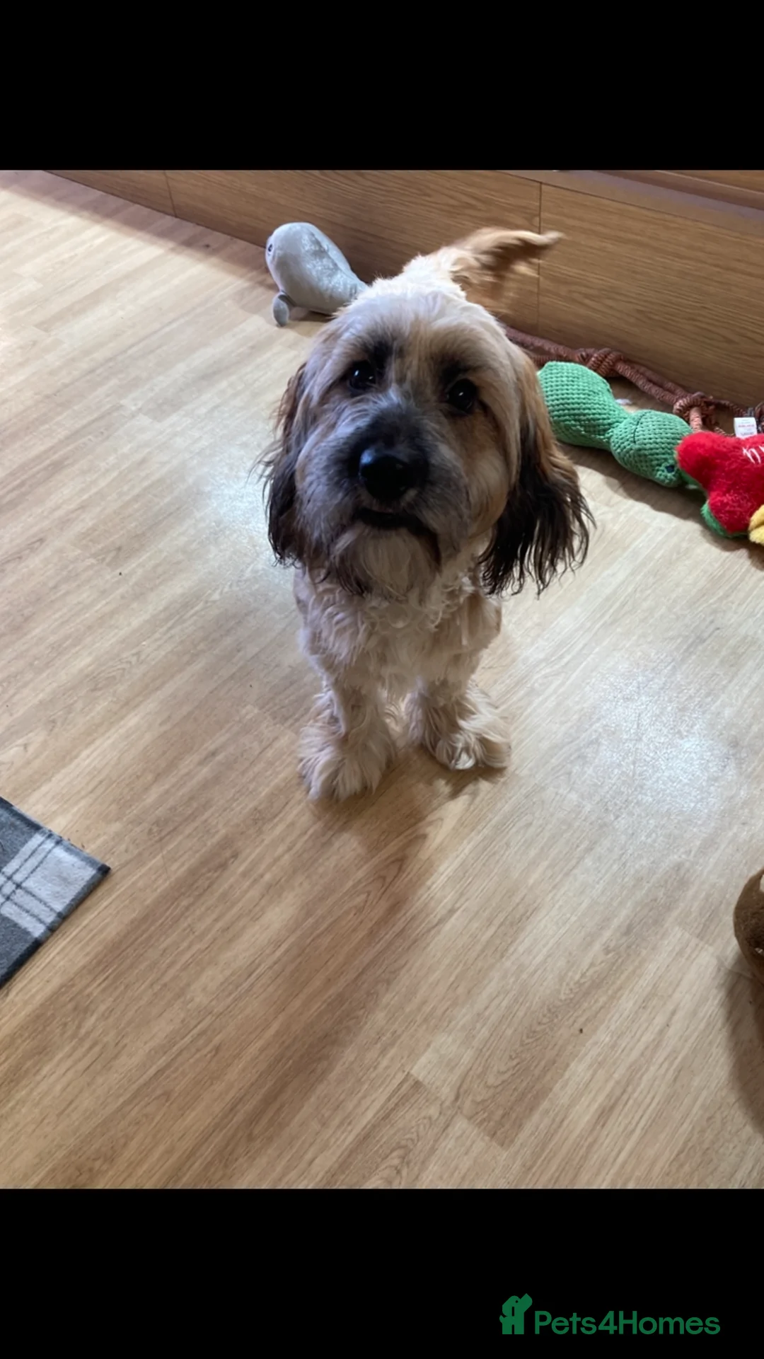Mixed Breed dogs for sale: Cocker spaniel cross male 10 months old  - Advert 5