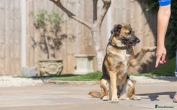 Mixed Breed dogs for adoption: Super Shelby - Image 20