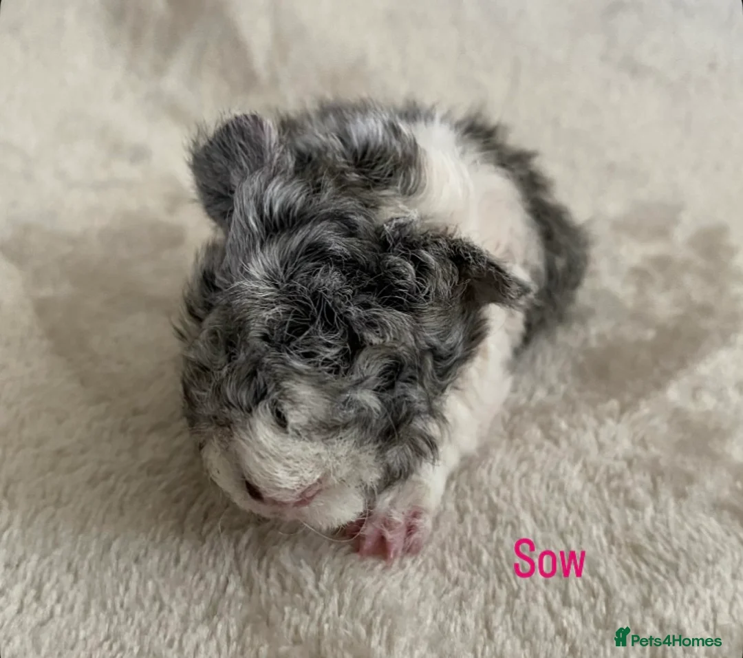 Guinea Pig rodents for sale: Lunkarya babies - Advert 7