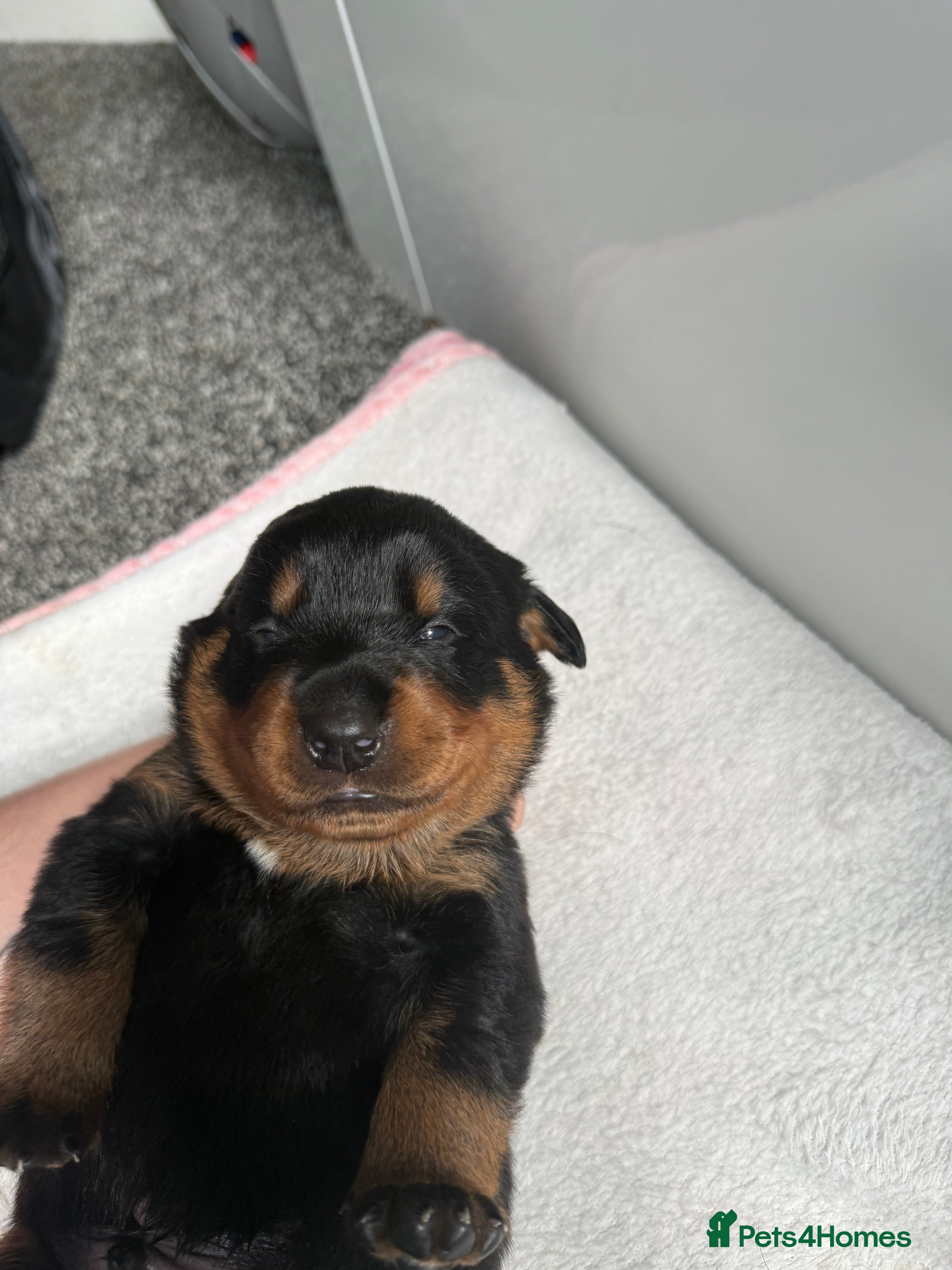 Rottweiler dogs for sale: 4 Beautiful Male Rottweiler Puppies  - Advert 5