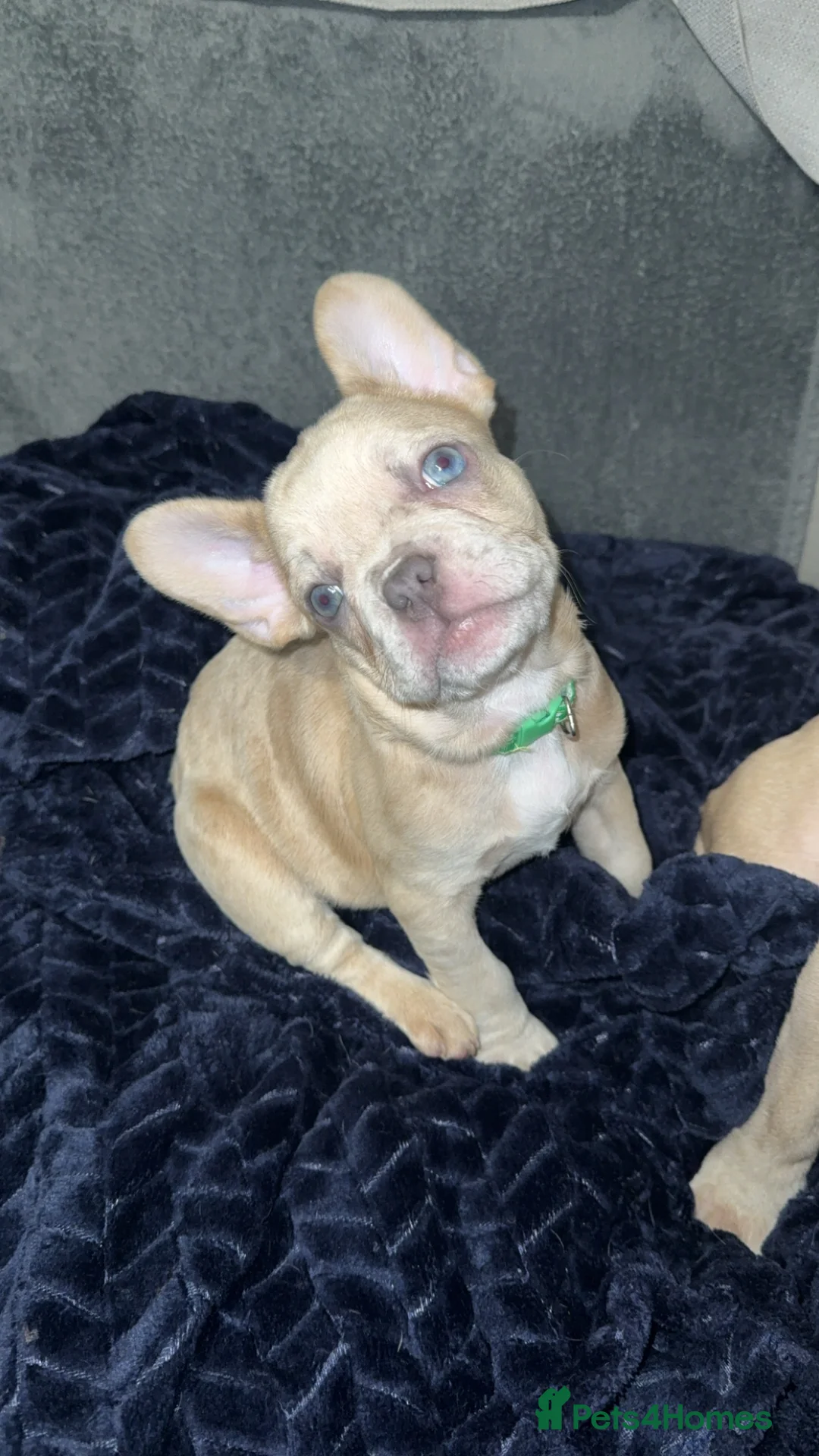 French Bulldog dogs for sale: Vaccine and Micro Chipped French Bulldog Puppies - Advert 4