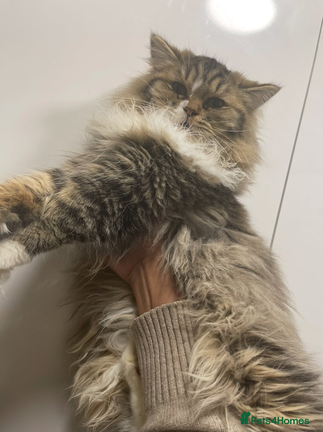 Persian cats for sale: persian kittens and mum - Advert 12