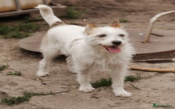 Mixed Breed dogs for adoption: 💖🐶 FAY 🐶💖 - Image 14