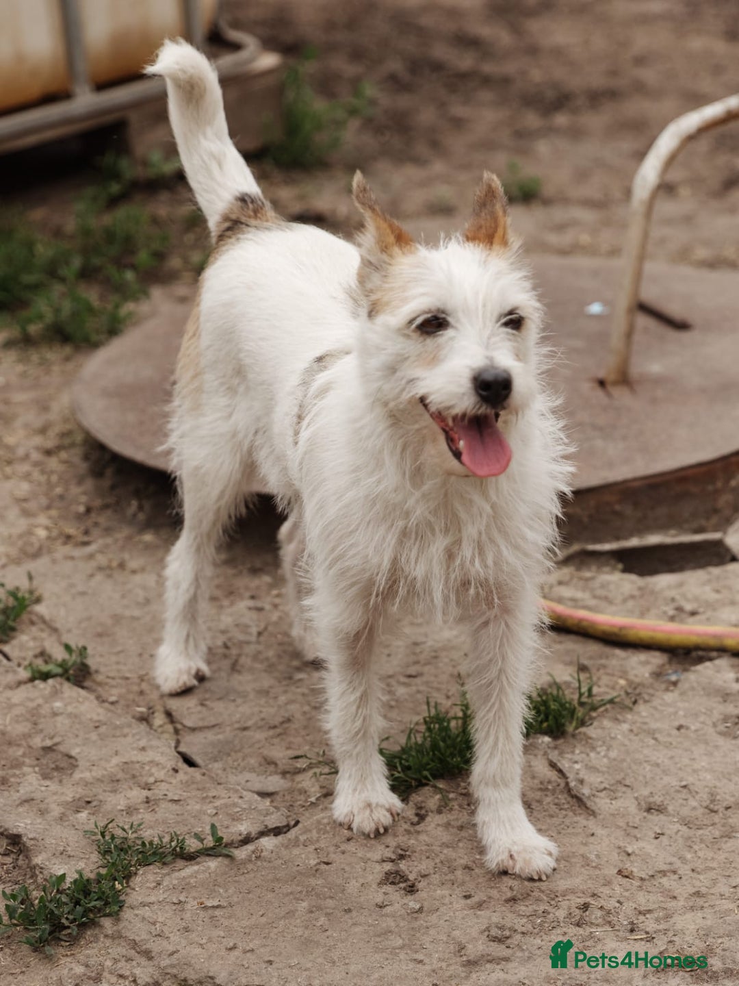 Mixed Breed dogs for adoption: 💖🐶 FAY 🐶💖 - Image 14