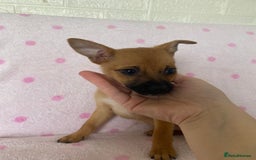 Mixed Breed dogs for sale: Jack Russell cross Pomeranian puppy’s  - Image 5