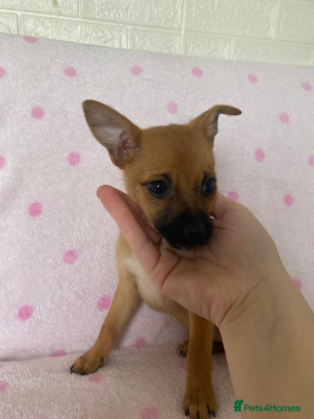 Mixed Breed dogs for sale: Jack Russell cross Pomeranian puppy’s  - Image 5