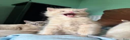 Mixed Breed cats for sale: 2 Gorgeous Ragdoll X Kittens, READY NOW! - Advert 5
