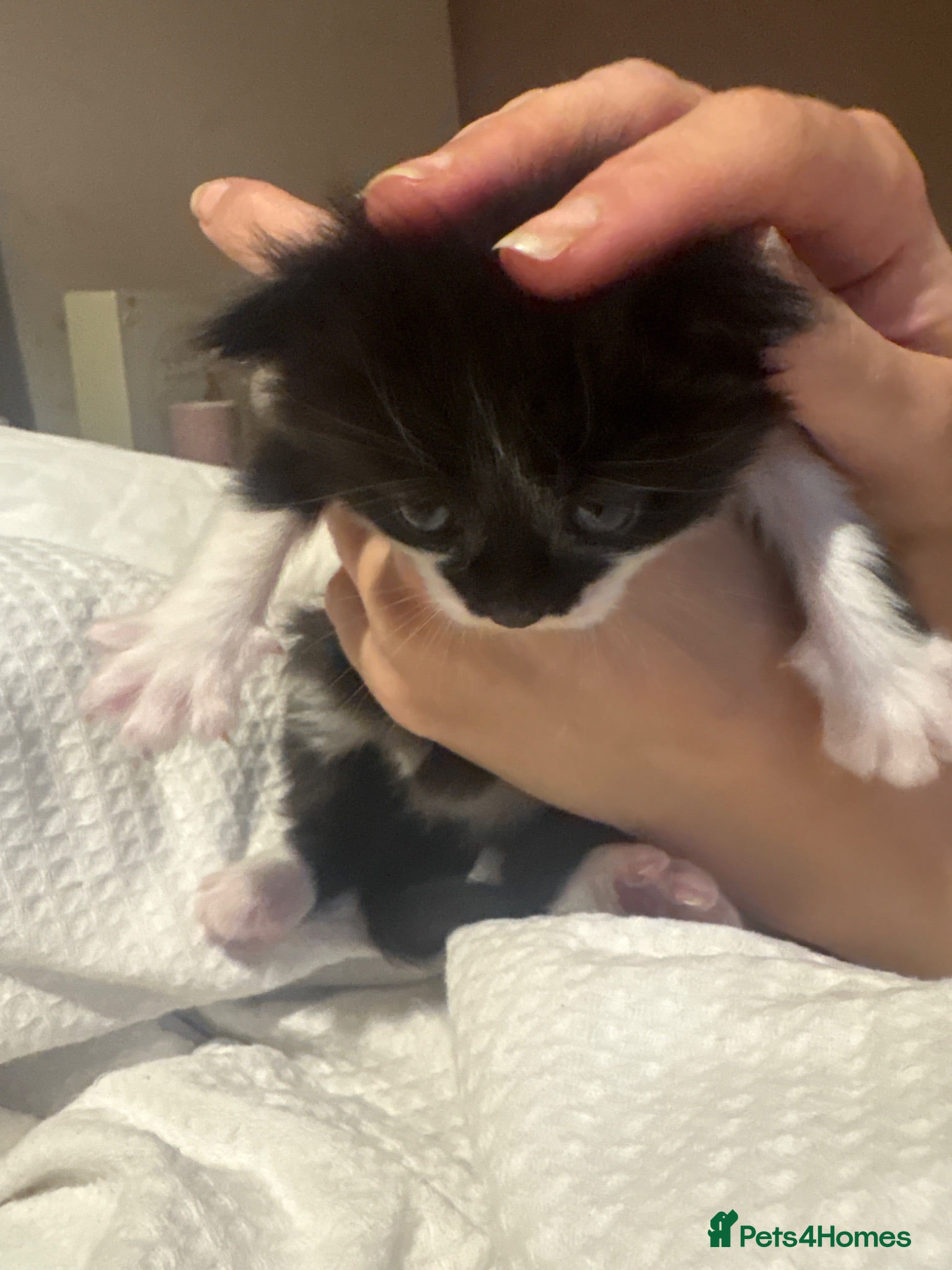 Mixed Breed cats Ragdoll cross tabby kittens ready in 3 weeks  - Advert 1
