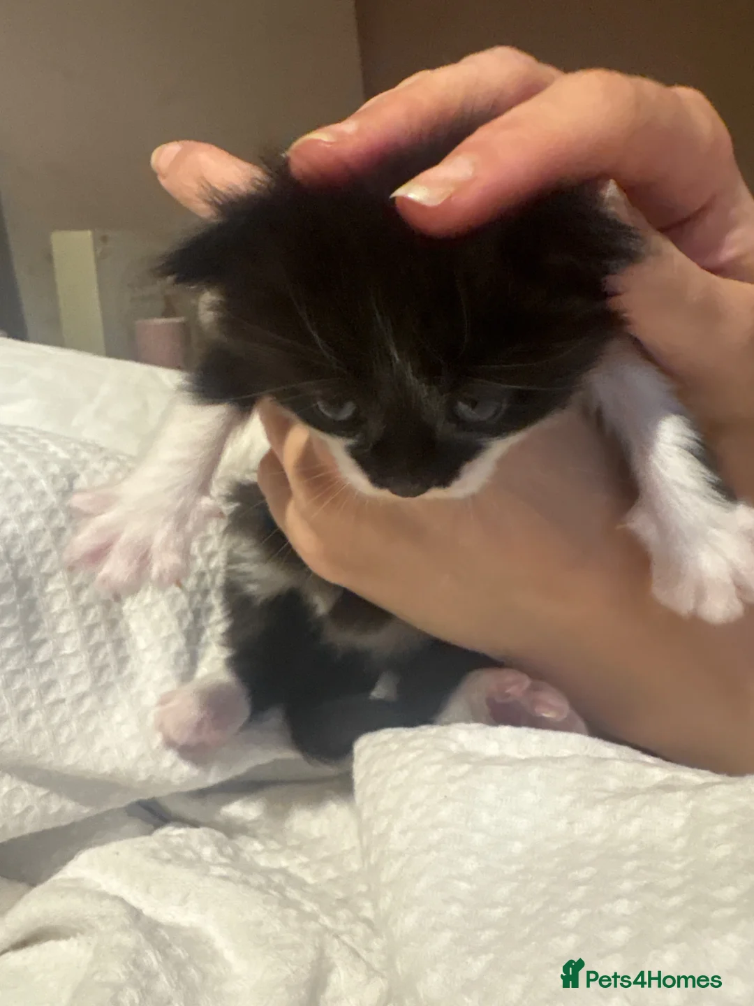 Mixed Breed cats for sale: Ragdoll cross tabby kittens ready in 3 weeks  - Advert 1