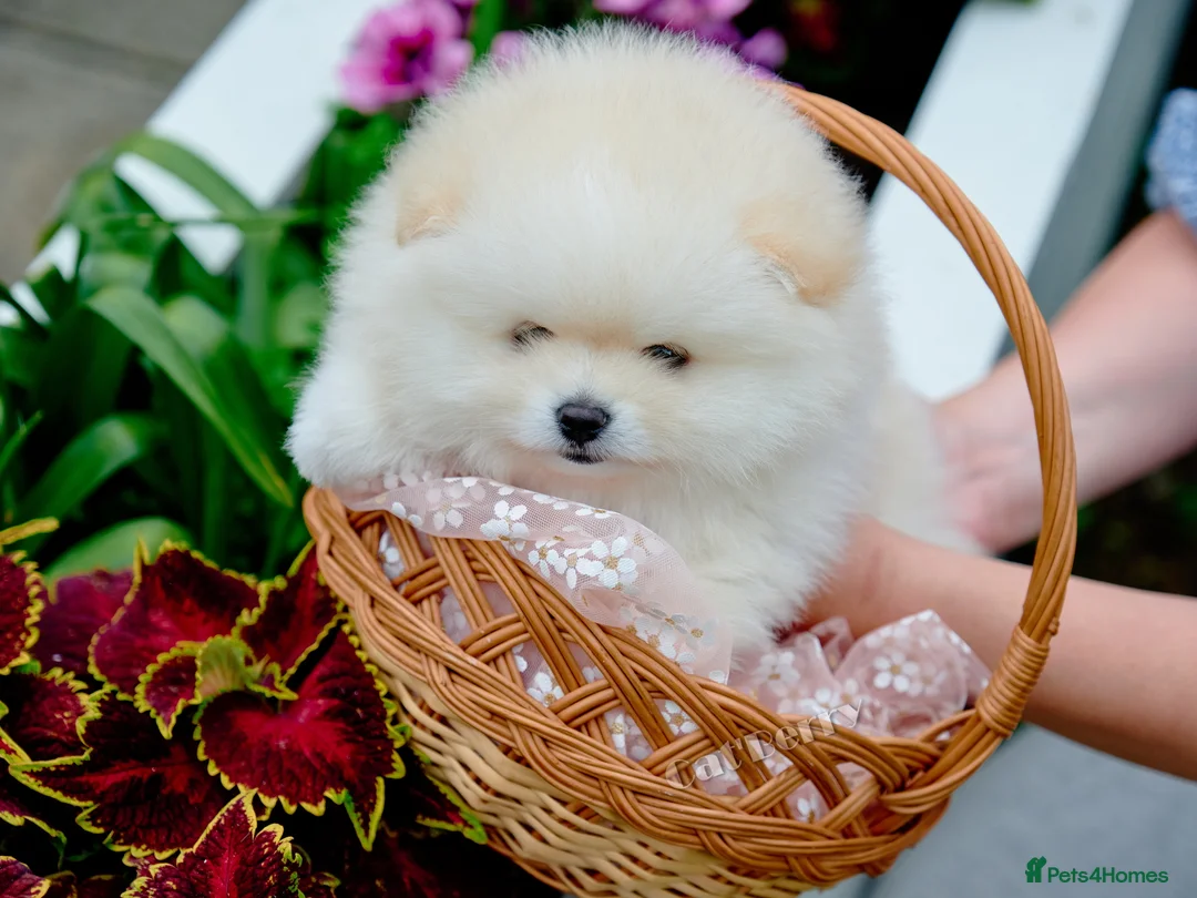 Pomeranian dogs for sale:  Pomeranian puppies. Last boy is still available - Advert 9