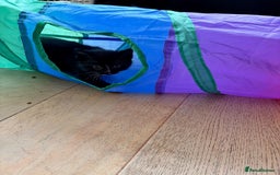 Domestic Shorthair cats for sale: Gorgeous kittens for sale - south of Edinburgh  - Image 8