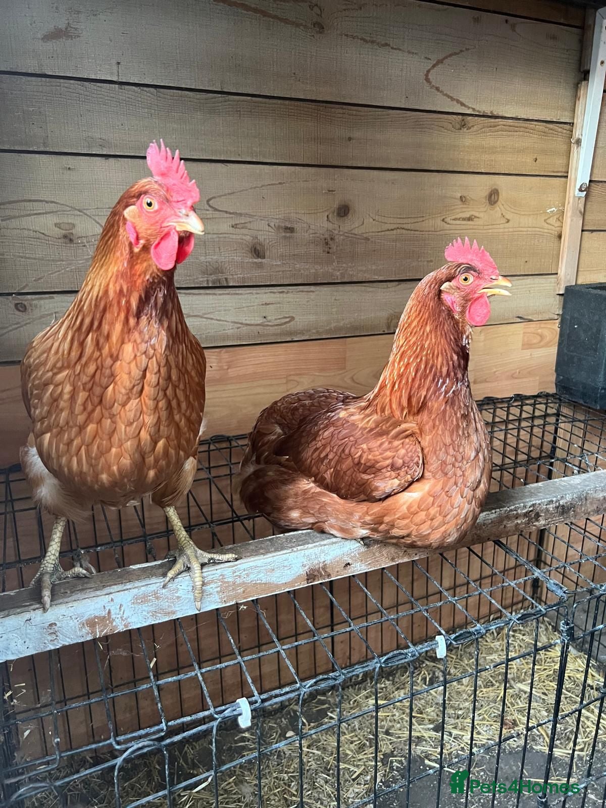 Chickens poultry Female Chickens - Advert 1